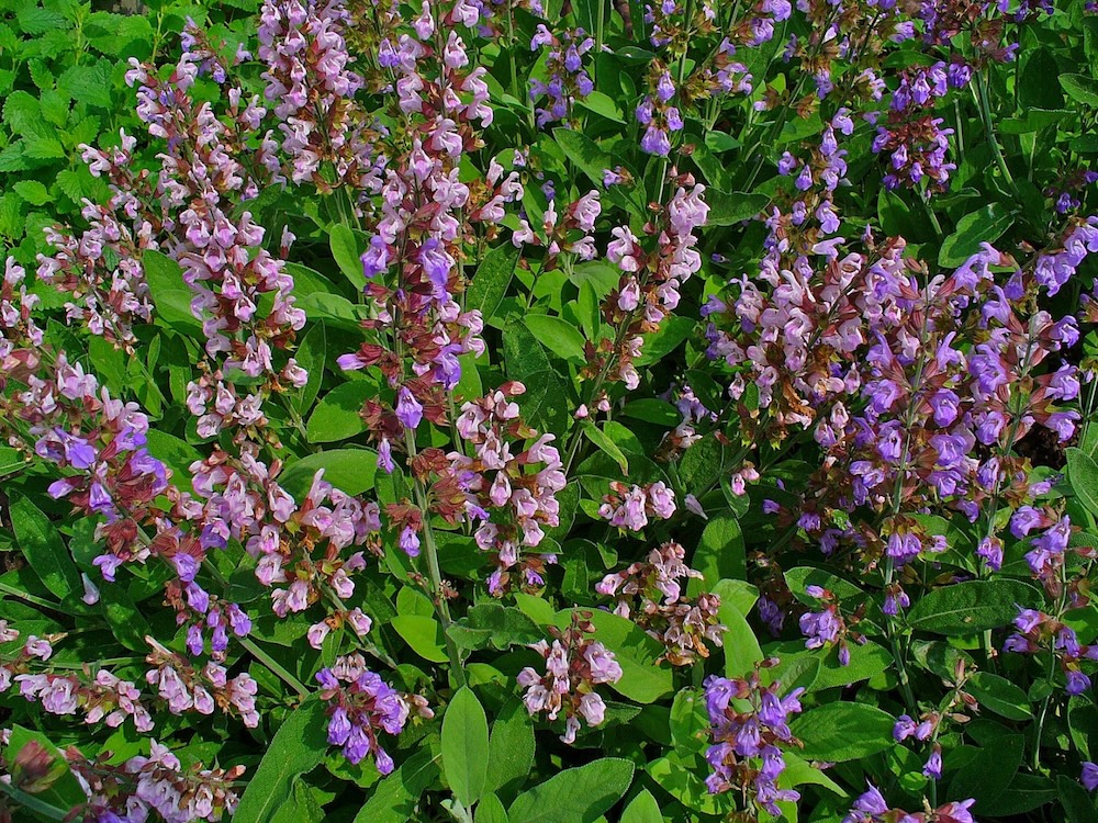Rohtosalvia