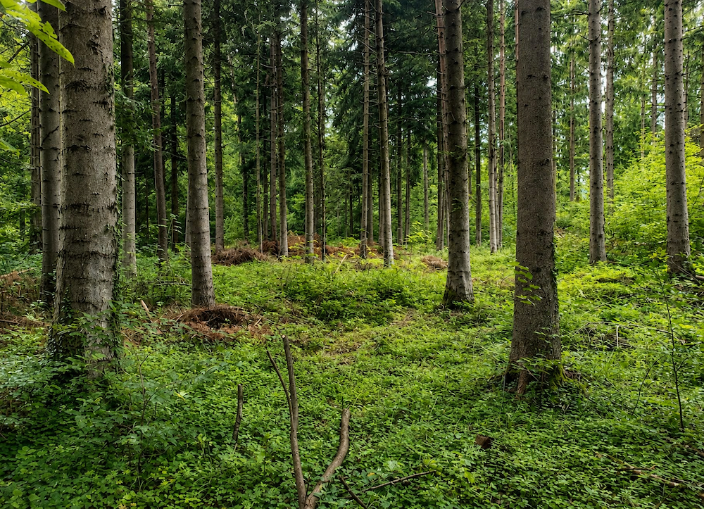 Metsä, kuvitus