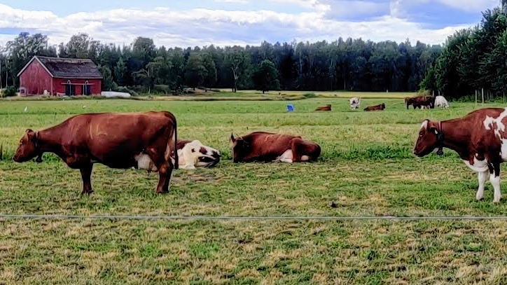 Lehmät katoavat laitumilta – näin suomalainen maitotila muuttui ja nyt tutkijat varoittavat kasvavasta ristiriidasta
