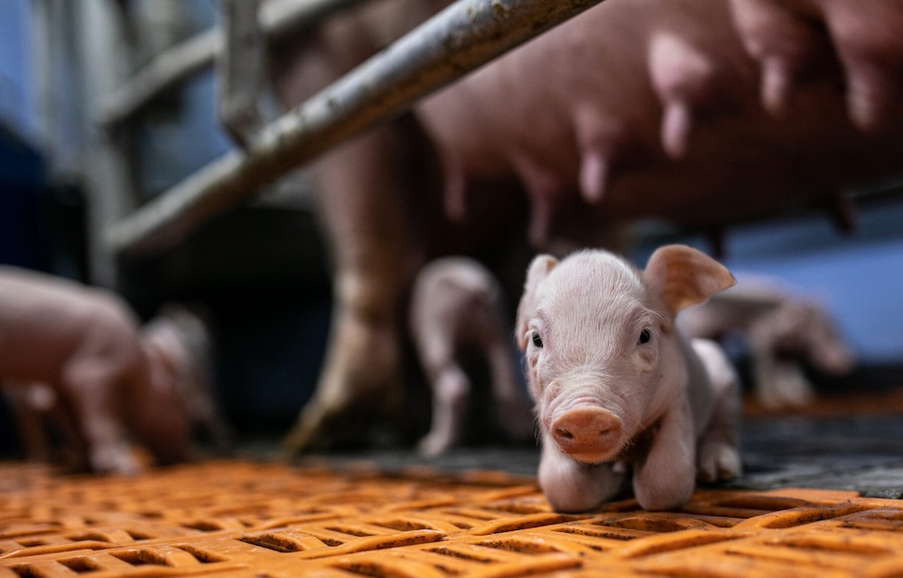 Porsas emakkohäkin ulkopuolella, kuva: Andrew Skowron / We Animals